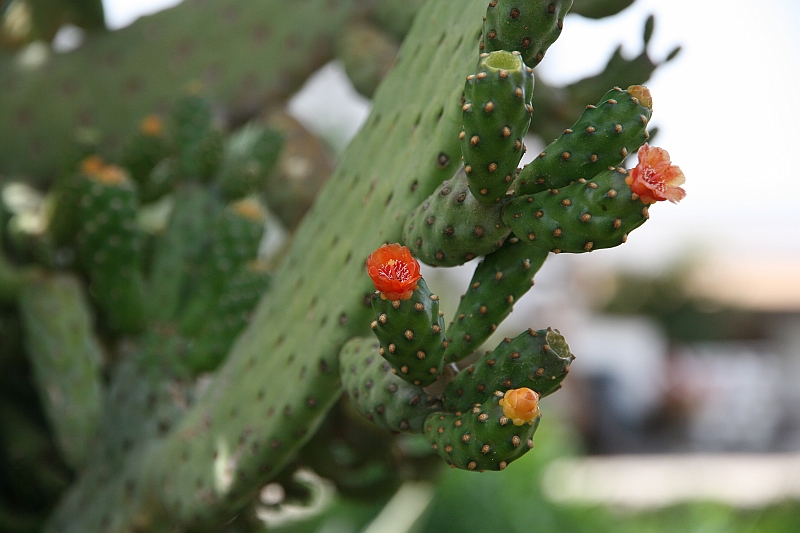 Kanary_2010 187